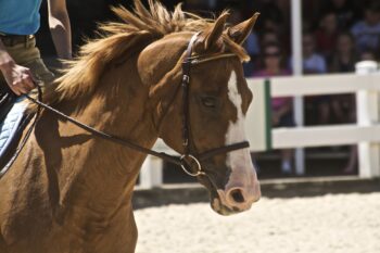 filet d’équitation