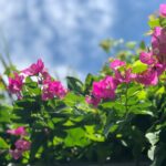 protéger bougainvillier