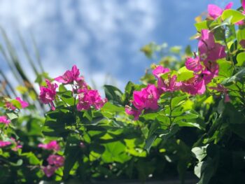 protéger bougainvillier