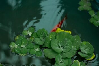 bord de piscine